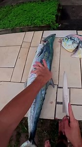 How to fillet a Spanish mackerel #fishing #spearfishing #fishmonger