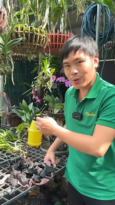 Cách xử lý than trước khi trồng lan, cả nhà có cách nào nhanh gọn hơn cùng chia sẻ nha! | Phượng Bán Lan