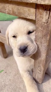 A pleasant way to wake up 😂😂 | BusterBox