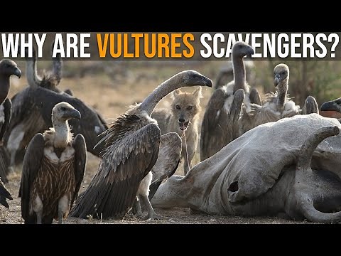 Why Don't Vultures Eat Live Prey?