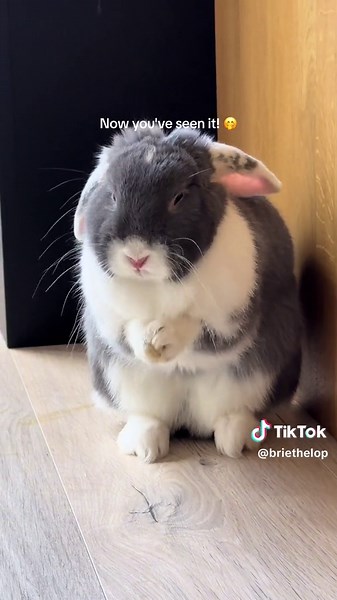 Sneezing Bunny Compilation | Funny Rabbit Sneezing Moments