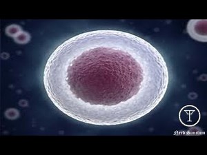 Stem Cell Breakthrough: The Cure For Everything