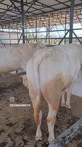 10K views · 190 reactions | MashAllah ❤️ Dand Angrez or uss keh bachay | Deewan Farms | Facebook