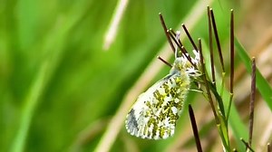 Look at this beautiful female Orange-tip butterfly! 🦋 #DYK how to tell the male & female orange tip butterfly apart? Males are easily recognisable as white butterflies with bright orange wing tips and females are white with black wing tips. 🎥 Twitter: @leedsbirder | IPBES