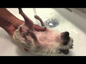 Hedgehog Sound Effects Compilation