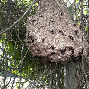 4K views · 142 reactions | Massive Hornet Nest in My Backyard | Bees Reels | Facebook