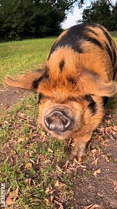 Ultimate adorable piggy compilation Partner: ljfarmfam TT: https://www.tiktok.com/@ljfarmfam | Bored Panda Animals