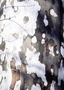 Life Expectancy of a Sycamore Tree