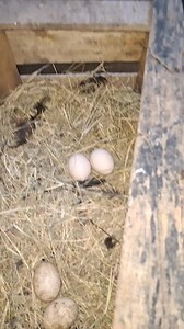 17K views · 180 reactions | Lakay mwen tèlman beni, e lnati jenere... poul la pinn 2 ze yon sèlman an! Sa se pa yon bagay ki pase souvan sitou nan poul peyi yo! | LoveAfro Osiris | Facebook