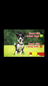 Meet Fat Girl available from the Virginia Beach SPCA Let's get Fat Girl a forever home. | FM99