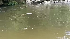 The missing dead body of Taming Diring was found after a four-day search operation at parang River. rest in peace 🕊️ | Tana Tamar Tara