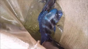 8" - Mpimbwe Blue Frontosa / 曼波蓝六间 | Xian Long Aquatic