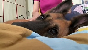 Do you often go for massages to relieve stress and tension? 💆🏻 Just like us, massage helps to reduce tension in muscles for dogs, helping them feel, move and sleep better. This may sound like a luxury but it is necessary especially for our senior rescues with special needs or severe spondylosis. We have massage sessions scheduled regularly for Banjo, Zeus and Harper, and each session costs $55 per dog. It helps them to relieve pain, reduce stiffness and improve their joint flexibility. If you 