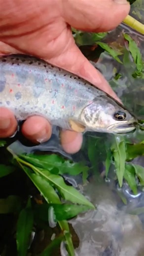 『夏の終わりの一匹のアメゴ、もうちょっと大きくなっといてってただの釣り人の要望です・・・。』 | You Takeuchi