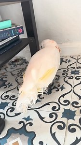 1.1K views · 112 reactions | Watch Misha, the smart and sassy...