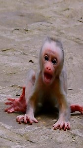 Poor small baby monkey crying hungry milk too much! | Monkeys Premature