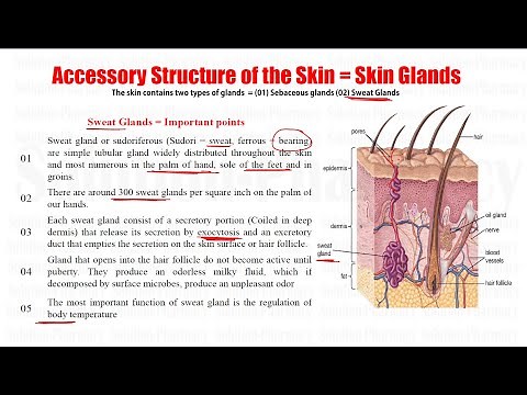 Human Anatomy & Physiology (51)= Accessory Structure of Skin = Glands of Skin | Sebaceous Gland