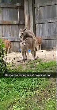 Kangaroos Mating at the Zoo