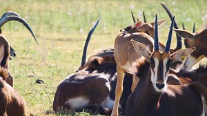 47 reactions | The sable antelope gets its name from the Russian word...