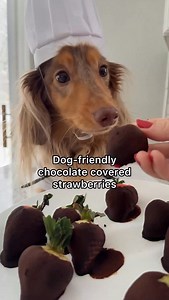 Dog-friendly “chocolate” covered strawberries using carob powder 😋 the perfect addition to your Valentine’s Day plans 💌🍓 #dachshund #homemadedogtreat #valentinesrecipe #carob | Roswell Weenie