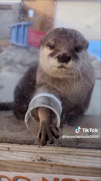 Cuentas recomendadas