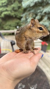 Looks like Claude enjoyed a nice mud bath after the rain 🌧️ 🛀 #chipmunk | Van Gogh the Chippy