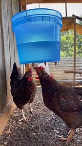 How I keep my #chickens cool in the summer 🐔✨ #chicktok #raisingchick | Growing with Redleafranch
