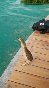 10K views · 120 reactions | Yellow Bittern (黄苇鳽,Ixobrychus sinensis) says hi, in Jilin province. Adult pale orangish brown or yellow, depending on the light, with a narrow dark cap. ❤陈先生VS ❤❤❤ #China #nature #birds #wildlife #travel #peace #beauty #beautiful #love | Lin hillside | Facebook