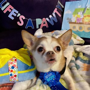 Happy birfday Miss @Kathy Rodgers😂🐶❤️🐾 | Choco the Macho Chihuahua