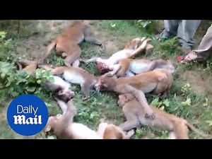 Dozen monkeys 'scared to death' after seeing roaring TIGER - Daily Mail