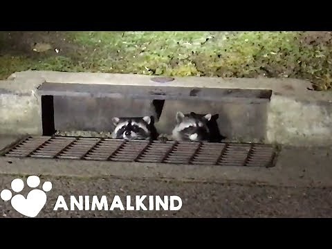Sneaky raccoons compilation | Animalkind