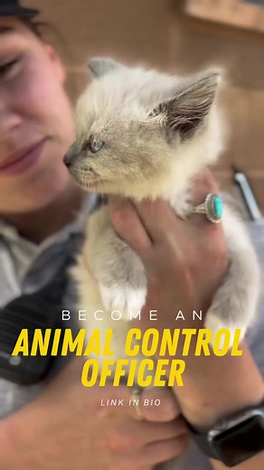 4.2K views · 19 reactions | BECOME AN ANIMAL CONTROL OFFICER  Head to the link in our bio to apply!  #turlock #turlockpd #turlockpolice #jointurlockpd #lawenforcement #police #animalcontrol #animalservices #adoptdontshop | City of Turlock - Police Department | Facebook