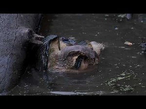 Snapping Turtles Mating