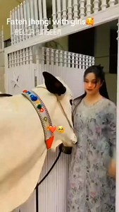 32K views · 146 reactions | Fateh Jangi  | Girls vs Boys  #mandicattlelover #fatehjangibulls #girlsvsboys | Mandi Cattle lover | Facebook