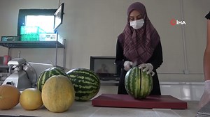 2.6M views · 10K reactions | Devletten destek aldı: Karpuzdan cips yapıp dünyaya pazarlamaya başladı | Sabah | Facebook