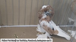 29K views · 534 reactions | Grand Fancy Pigeons Show Gujarat | All Champions and winners video Shirazi, Pouter, King, Mod-ena, American saint and Jacobin category #fancypigeon #pouterpigeon #kabutar #kabootar | Pet Guruji | Facebook