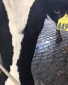 30 reactions | WARNING: multiple cow kisses comin' at ya! #MondayMoo | Florida Milk | Facebook