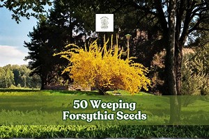 50 Weeping Forsythia Seeds | Forsythia Suspensa | Yellow Blooming Shrub | Ornamental Garden Plant - Etsy