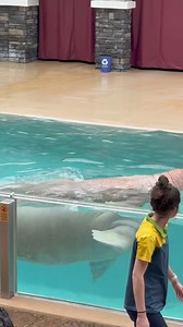 The pinnipeds’ natural behavior in action. #Amazing #skills #fun #Educational #yourvisitmatter | Travisandcousins