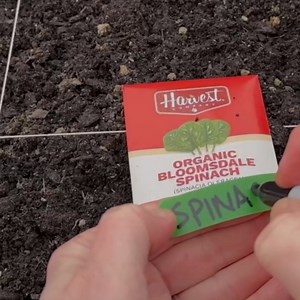 The Harvest Company Organic Black Beauty Zucchini Seeds – USDA & CCOF Certified Organic, Non-GMO, Open-Pollinated Heirloom Vegetable Seeds for Indoor & Outdoor Gardening (25 Seeds)