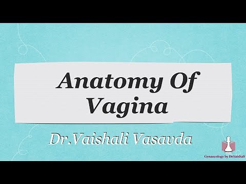 Anatomy of Vagina