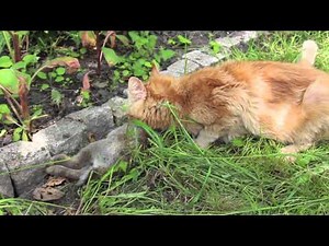 Ninja Cat kills Rabbit