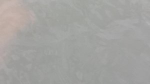 Beautiful encounter with a Cow Nose Ray this morning in the inlet. | Rudee Inlet Stand Up Paddle