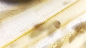 Footage Mosquito Wing Microscopic Footage Mosquito Stock Footage Video (100% Royalty-free) 3993888861 | Shutterstock