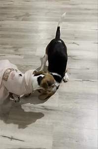 So beautiful | Josh and his critters