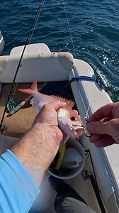 1.5M views · 17K reactions | This Is What Happens When You Use A Snapper As Bait! | The Lawless Tide | Facebook