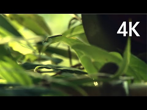 Hikaru Utada 「桜流し」Music Video(4K UPGRADE )