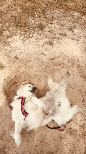 he can dig it! 🪏 | The Dog Butler AUS