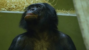 Bonobo Eating His Own Vomit Stock Footage Video (100% Royalty-free) 3388583523 | Shutterstock