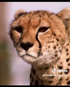 "Nature's raw reality: Witness the incredible speed and precision of a cheetah on the hunt, capturing the struggle for survival in the African savanna. #NatureAtItsFiercest 🐆🦌" #VisitTanzania | Utalii Plus Tanzania